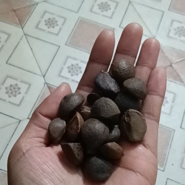茶籽，手工去壳，无霉变，价格优惠