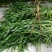 高丹草种子高产型四季牧草种子苏丹草籽多年生进口牧草可货到