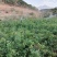 绿化苗木，芒果苗，各种苗木供应
