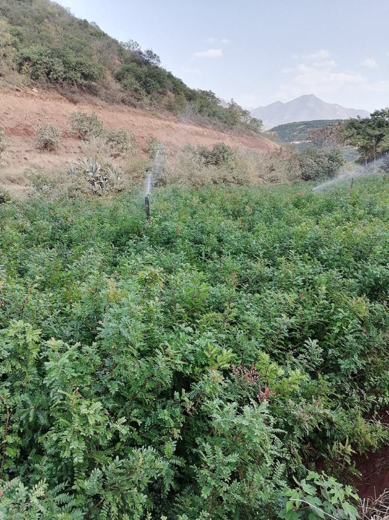 绿化苗木，芒果苗，各种苗木供应