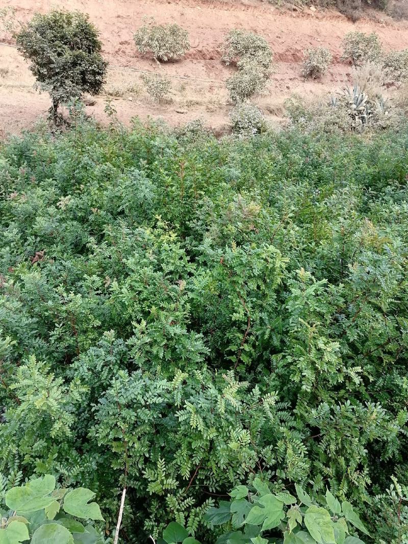 绿化苗木，芒果苗，各种苗木供应