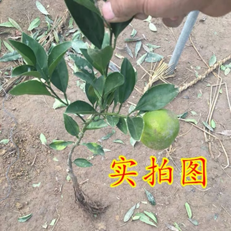 【推荐】蜜桔苗，湖南蜜橘苗，产地直销，包成活率，包质量