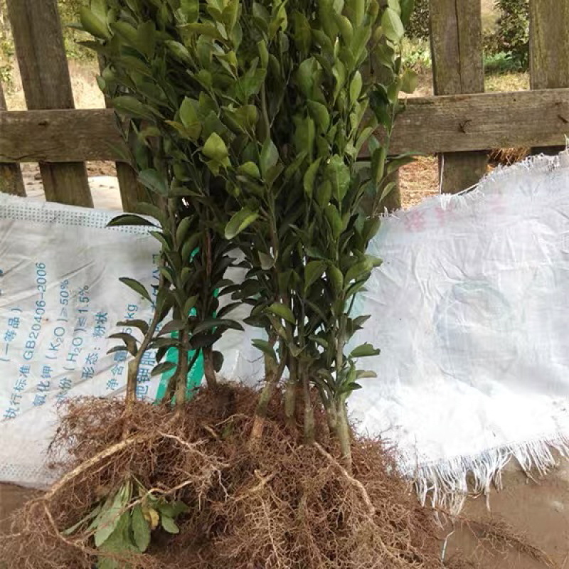 【推荐】蜜桔苗，湖南蜜橘苗，产地直销，包成活率，包质量
