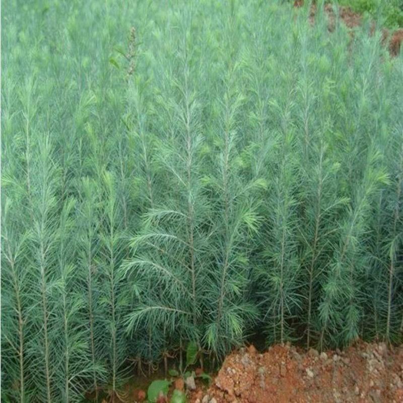 雪松种子新采一级正宗印度雪松树种子进口雪松籽宝塔松树种包