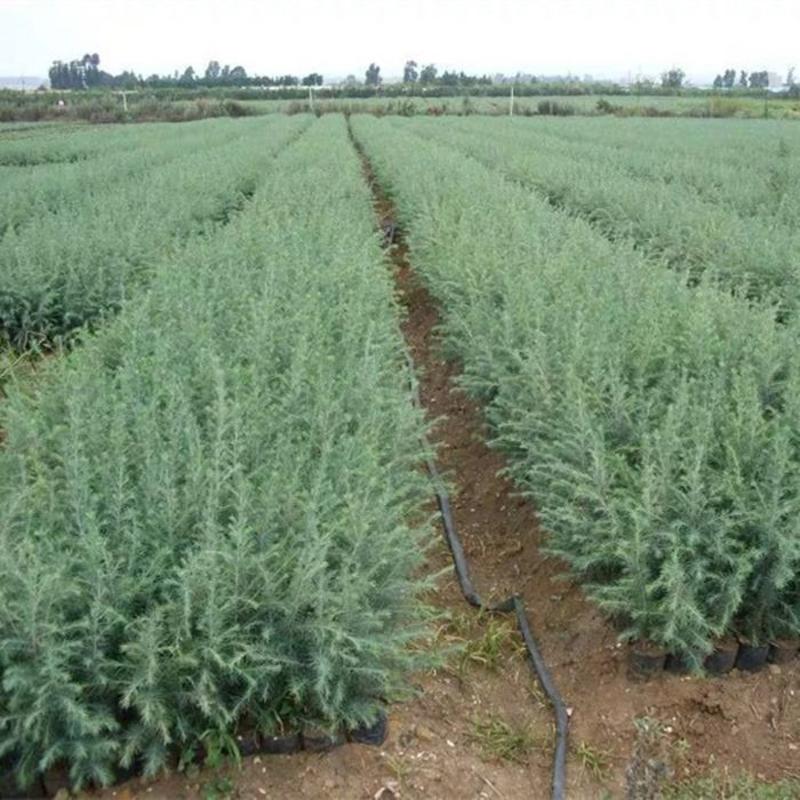 雪松种子新采一级正宗印度雪松树种子进口雪松籽宝塔松树种包