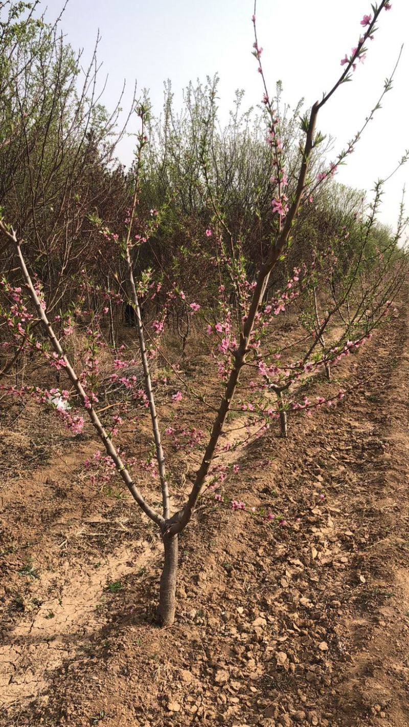 山西运城桃树，嫁接红梅的桃树桩7-13公分量大