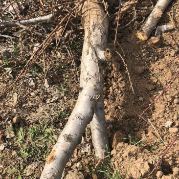 山西运城桃树，嫁接红梅的桃树桩7-13公分量大