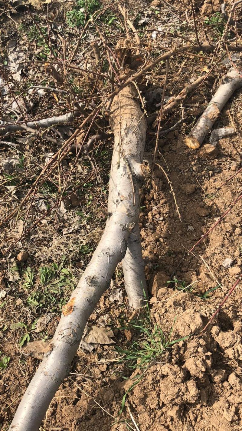 山西运城桃树，嫁接红梅的桃树桩7-13公分量大