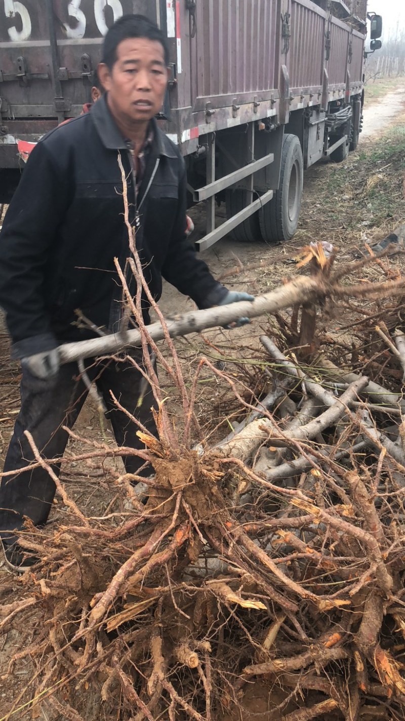 山西运城桃树，嫁接红梅的桃树桩7-13公分量大