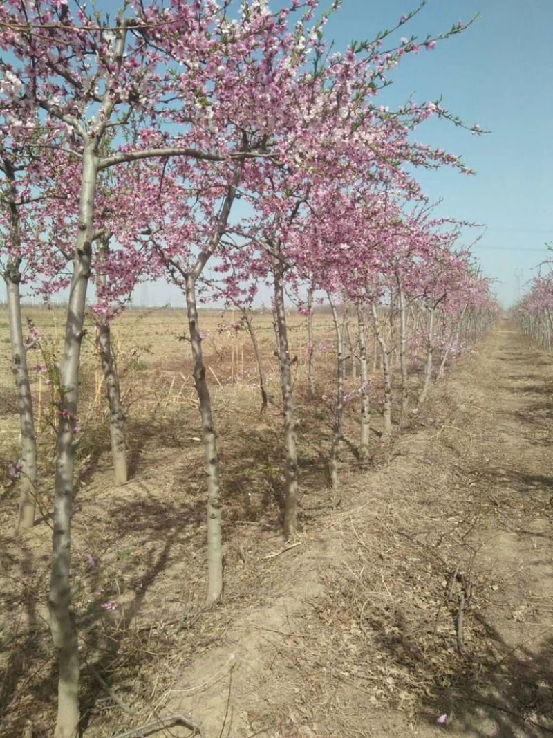 山西运城桃树，嫁接红梅的桃树桩7-13公分量大