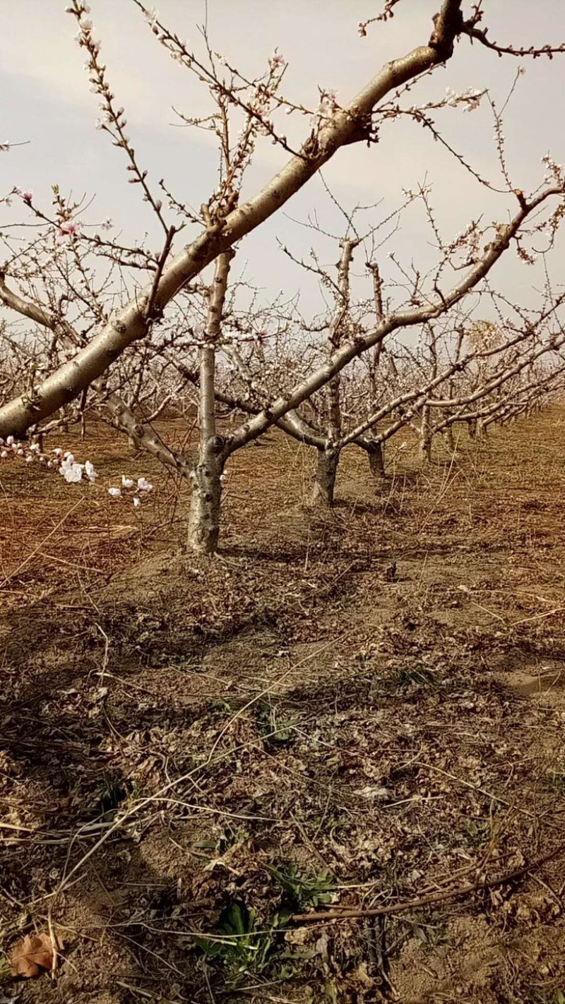 山西运城桃树，嫁接红梅的桃树桩7-13公分量大
