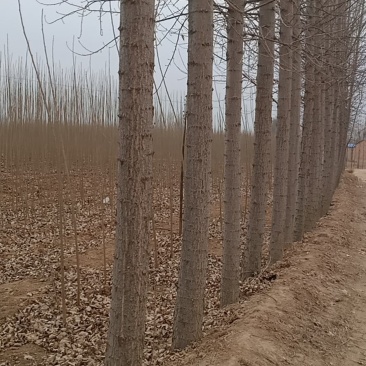 山东临清绿洲苗木种植基地，3公分速生杨，开始走货中