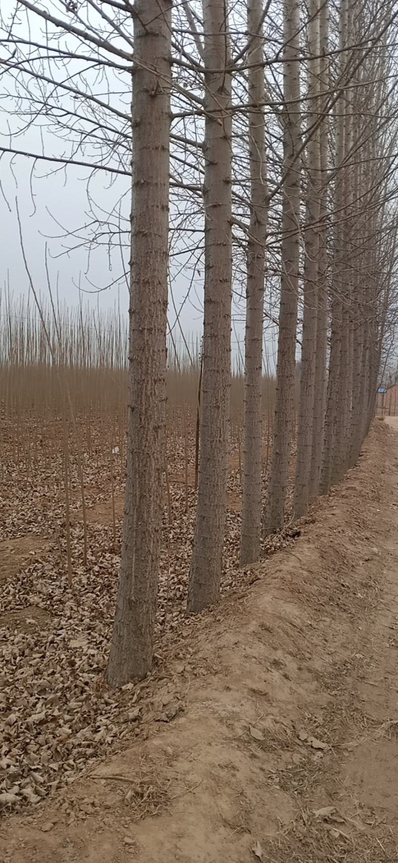 山东临清绿洲苗木种植基地，3公分速生杨，开始走货中