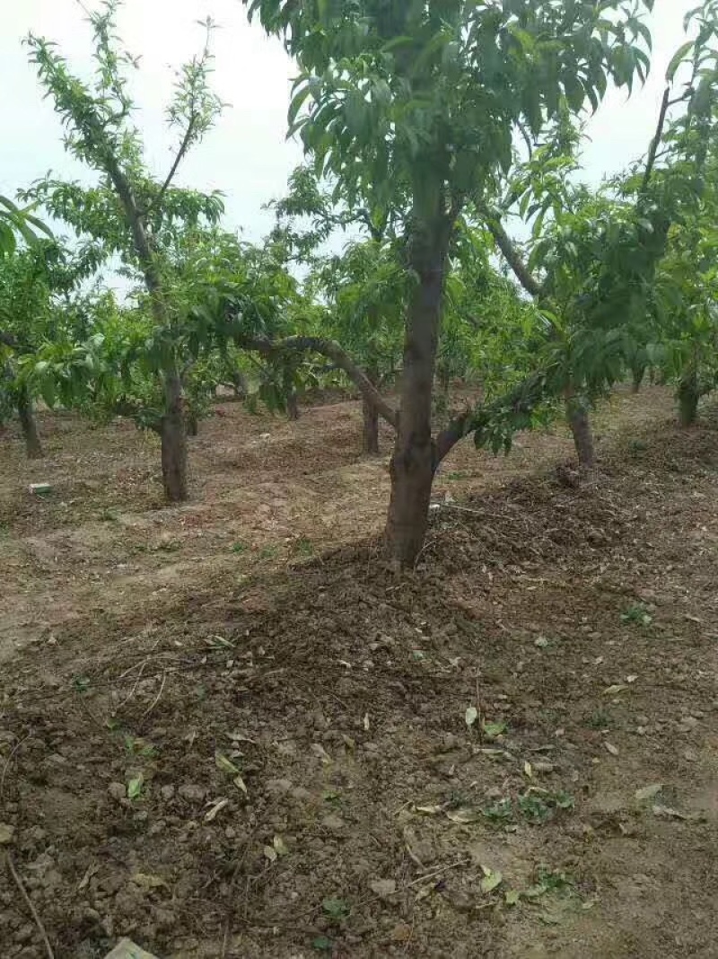 山西运城桃树，嫁接红梅的桃树桩7-13公分量大