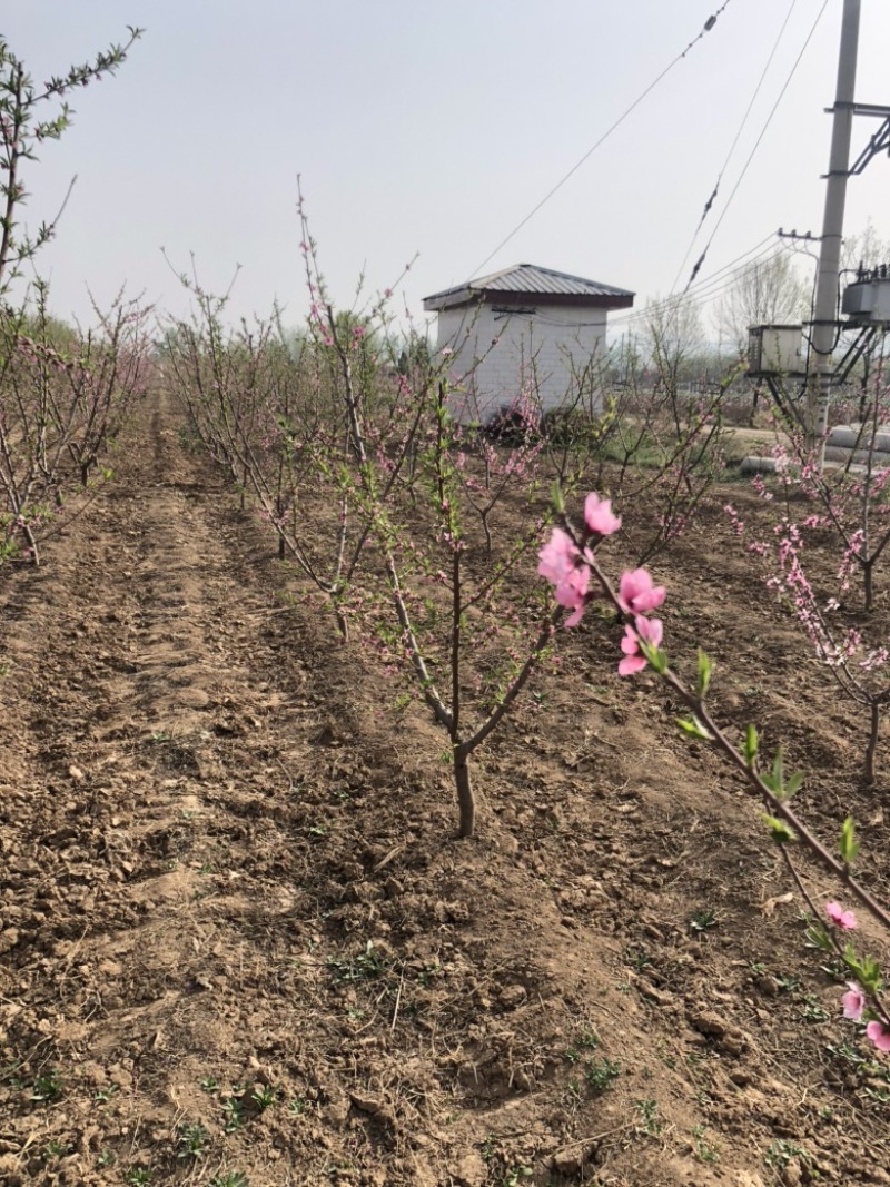 山西运城桃树，嫁接红梅的桃树桩7-13公分量大