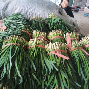 陆地韭菜红根宽叶大量上市