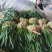 陆地韭菜红根宽叶大量上市