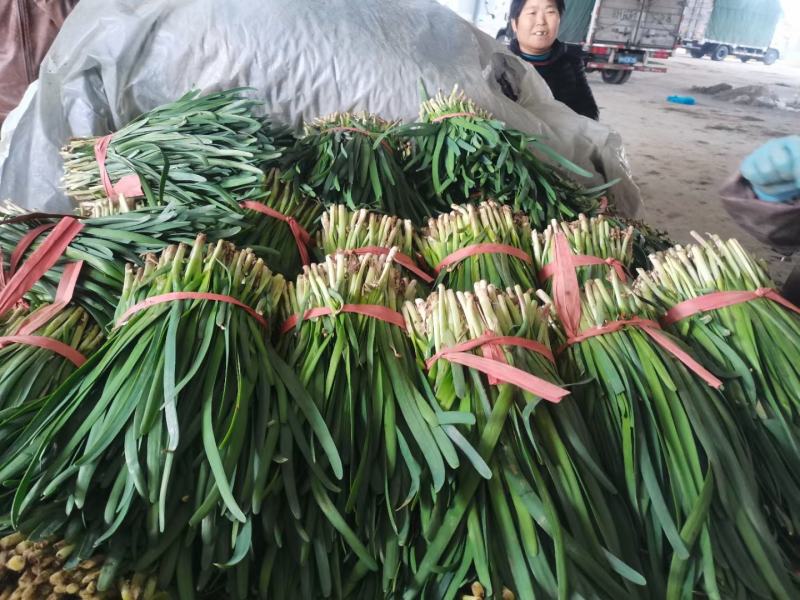 陆地韭菜红根宽叶大量上市