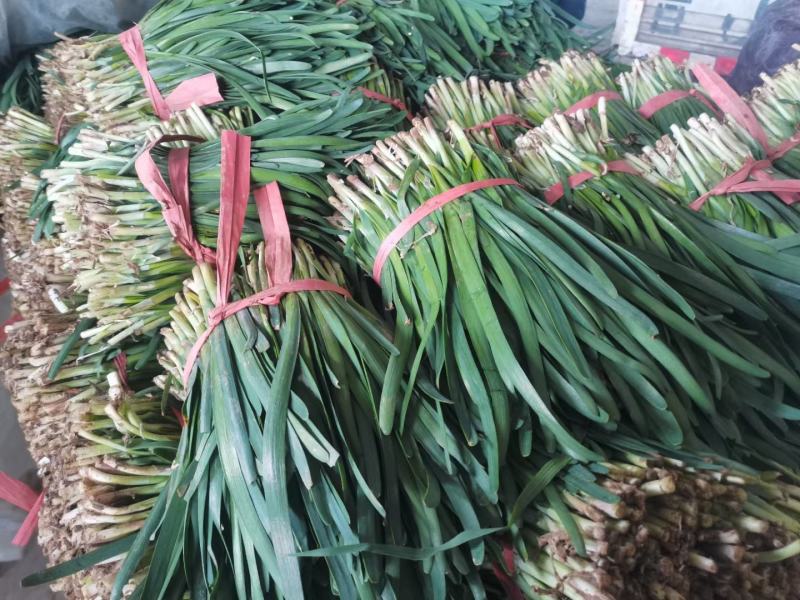 陆地韭菜红根宽叶大量上市