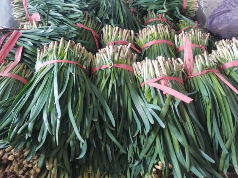 陆地韭菜红根宽叶大量上市