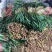 陆地韭菜红根宽叶大量上市