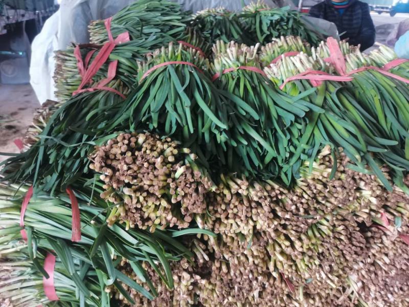 陆地韭菜红根宽叶大量上市
