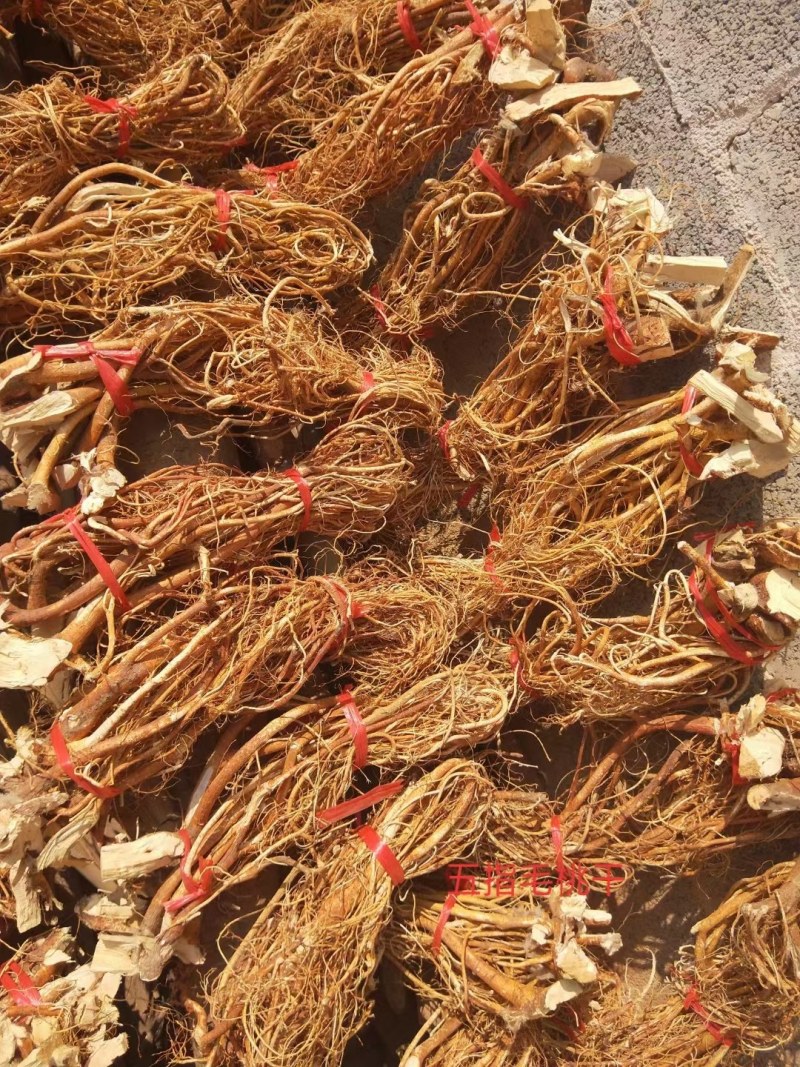 五指毛桃苗，大量供应