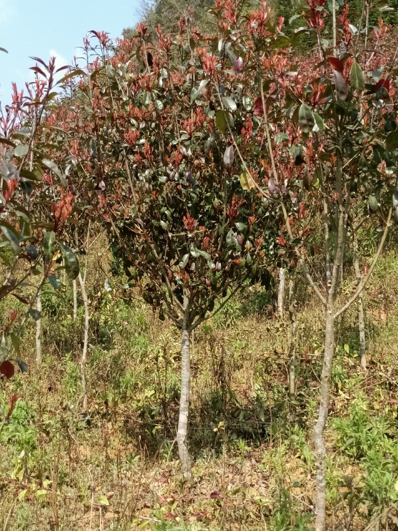 优质红叶石楠（4公分以上，黄土）