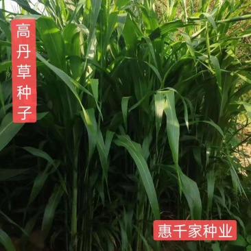 高丹草种子高产型四季牧草种子苏丹草籽多年生进口牧草可货到