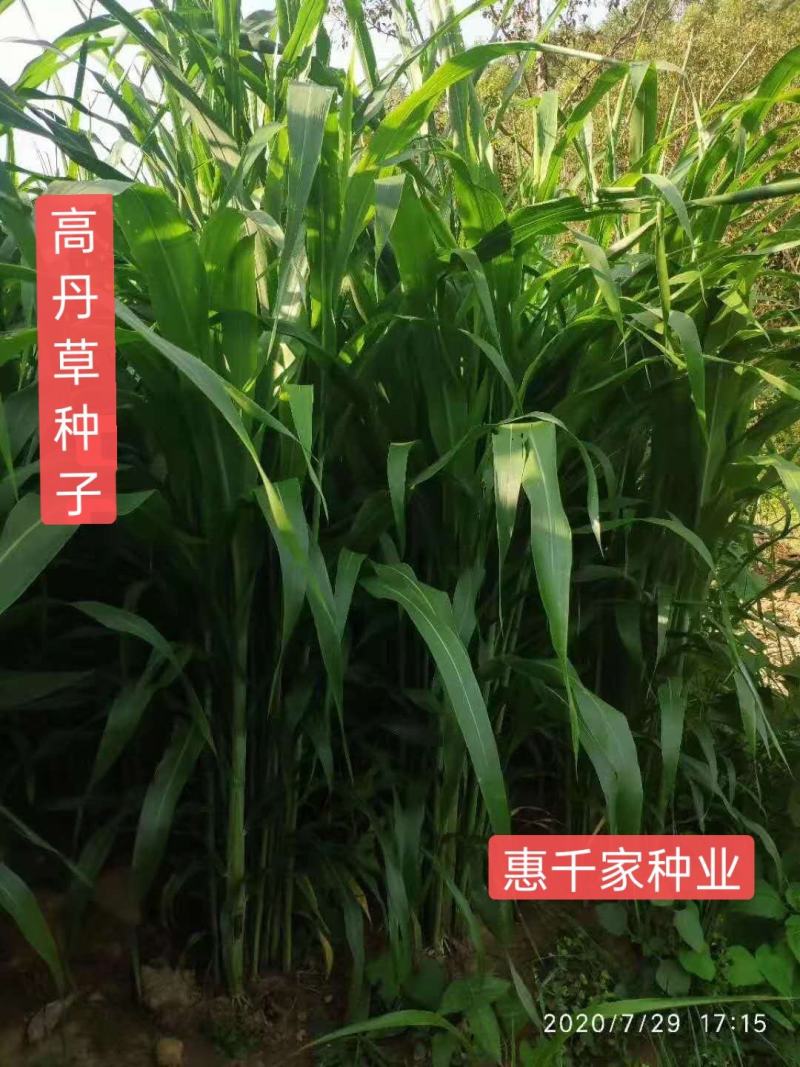 高丹草种子高产型四季牧草种子苏丹草籽多年生进口牧草可货到