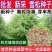 雪松种子新采一级正宗印度雪松树种子进口雪松籽宝塔松树种包
