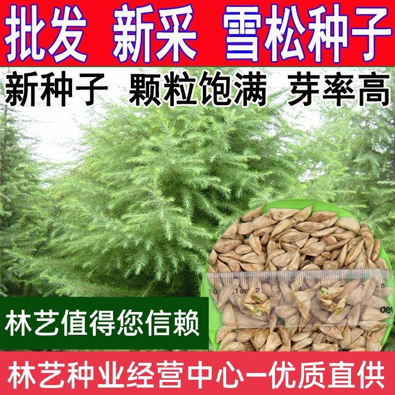 雪松种子新采一级正宗印度雪松树种子进口雪松籽宝塔松树种包