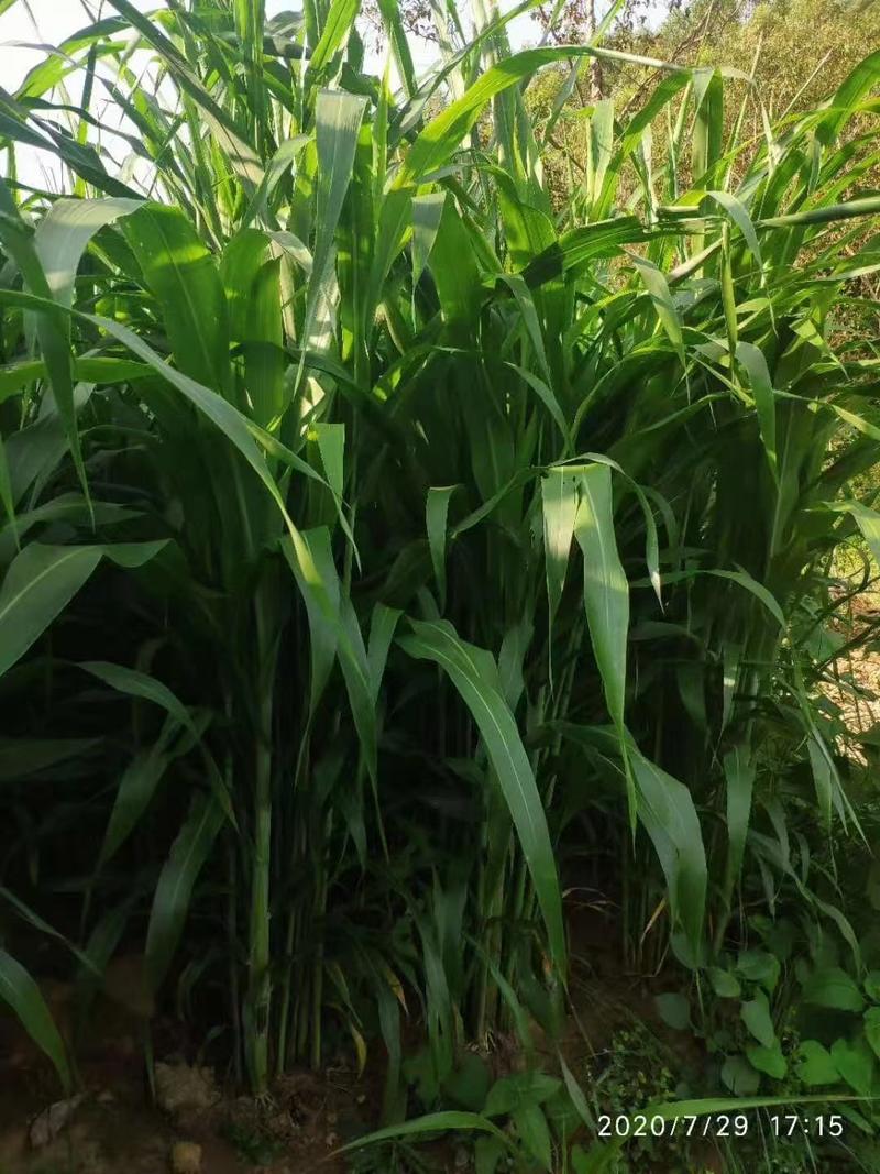 苏丹草种子鱼草种子四季高产进口牧草种子产量高适口性好
