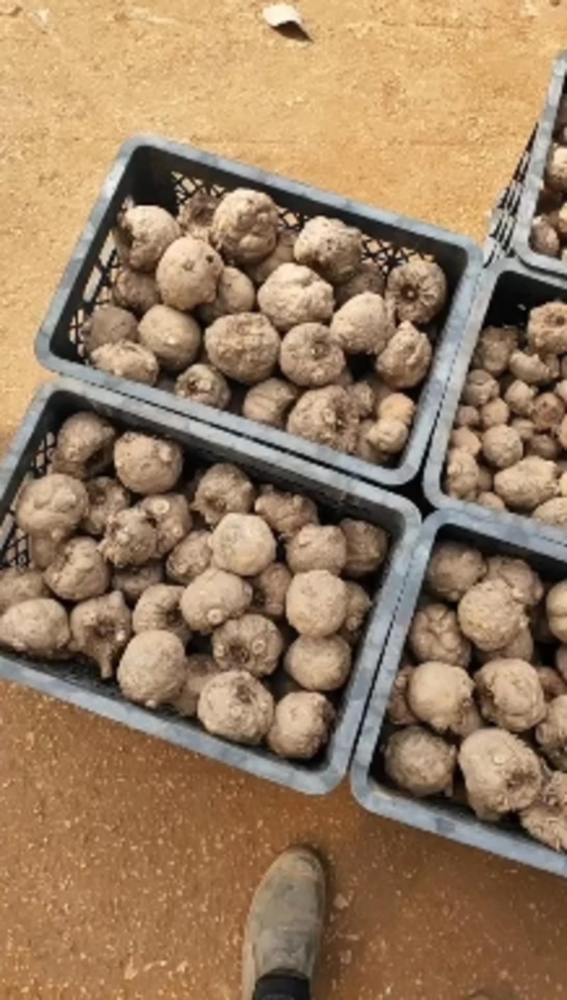 魔芋种子一代种二代种基地直发。提供技术指导签合同上门回收