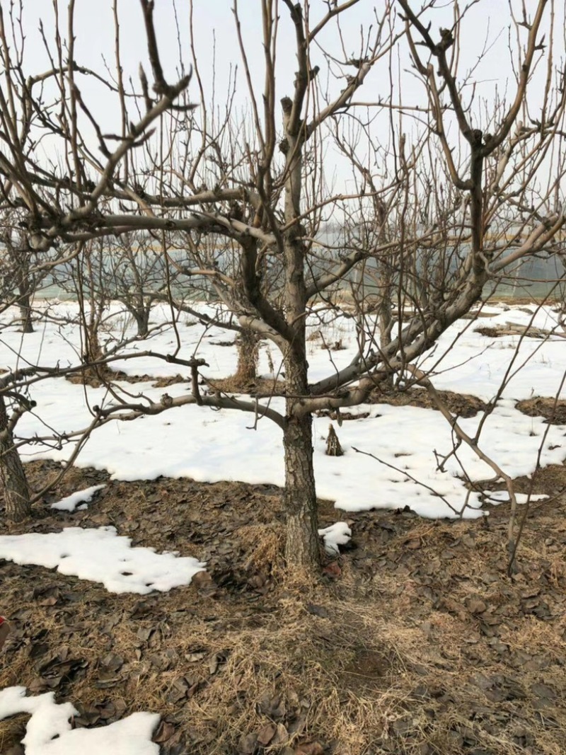 山西梨树8-10公分雨露香梨树，15公分大规格授粉梨树