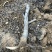 山西梨树8-10公分雨露香梨树，15公分大规格授粉梨树