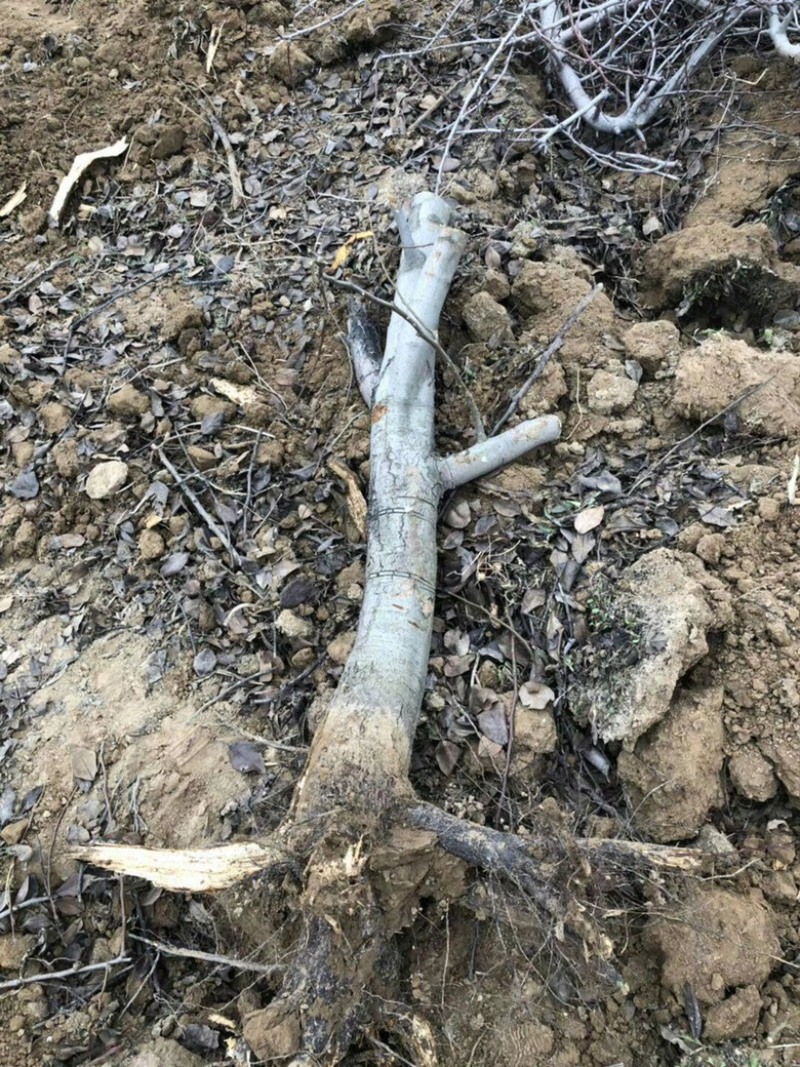 山西梨树8-10公分雨露香梨树，15公分大规格授粉梨树