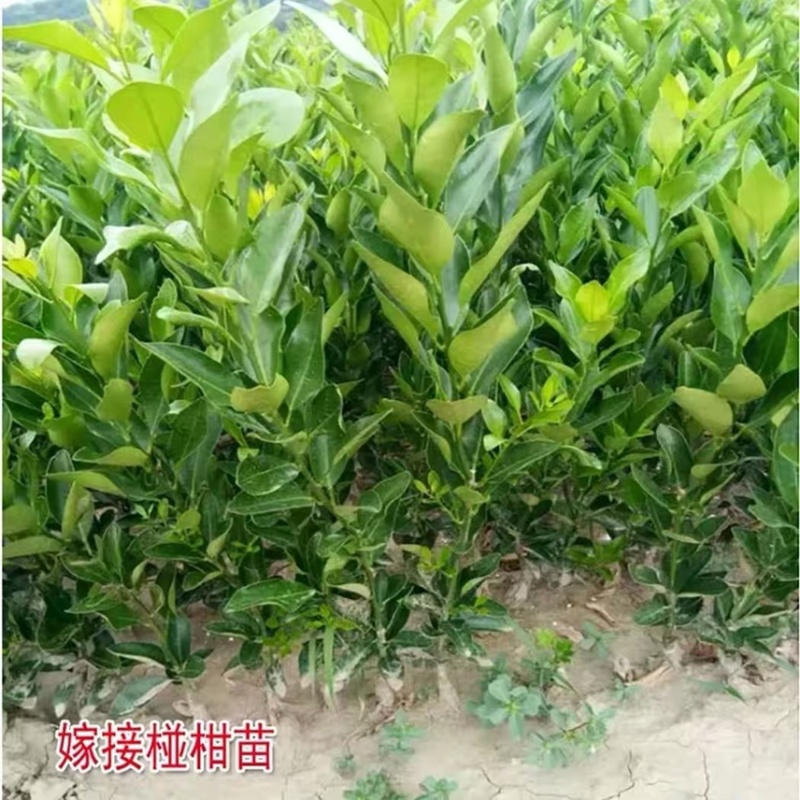 【畅销】椪柑苗，湖南柑桔苗，品种纯正，价格低廉，货真价实
