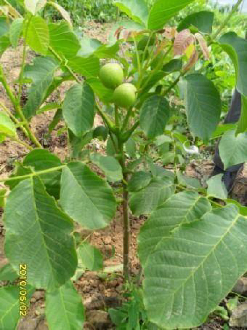 山西核桃苗，运城薄皮核桃树地径5-8-10-15公分