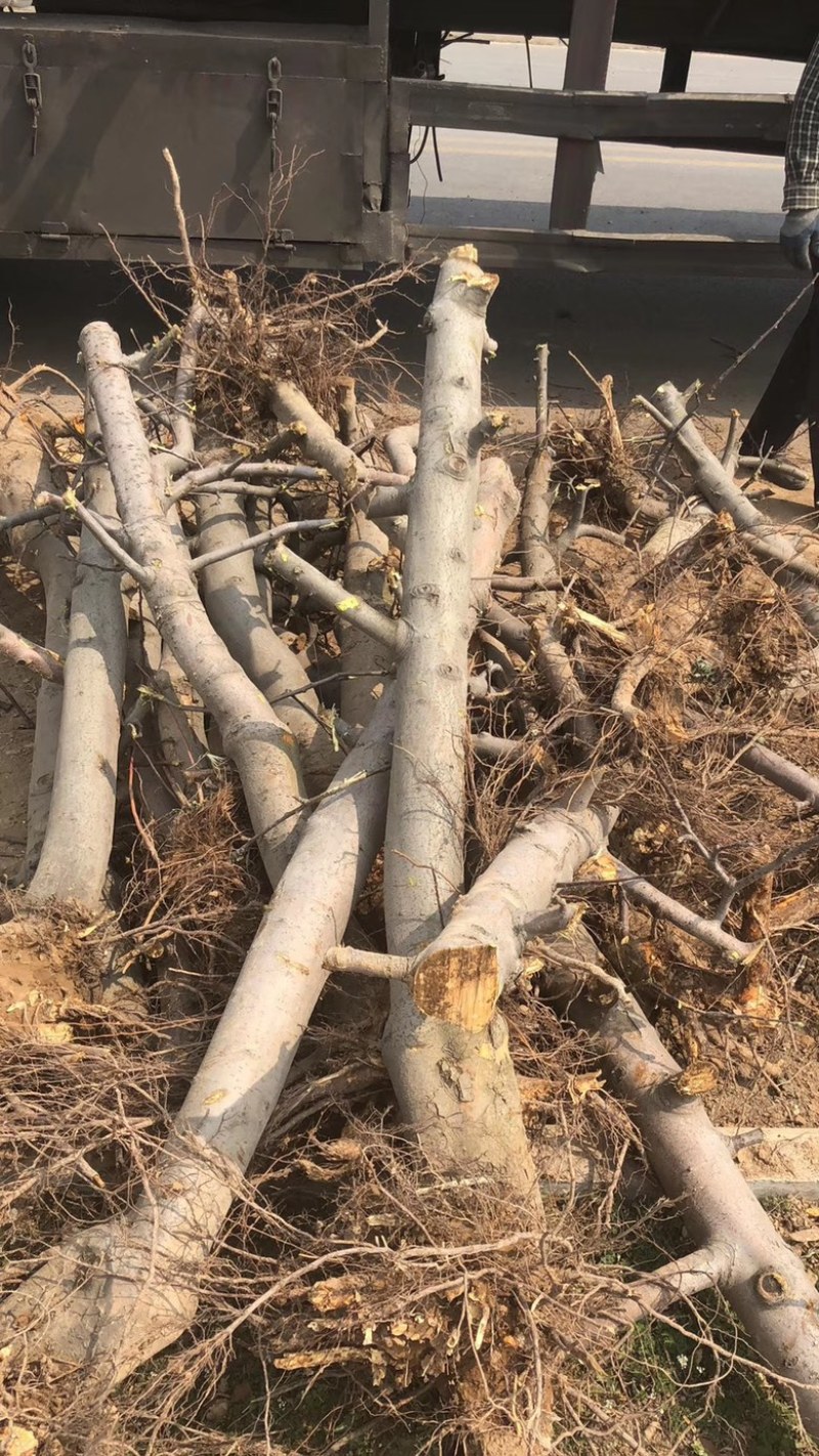 山西核桃苗，运城薄皮核桃树地径5-8-10-15公分