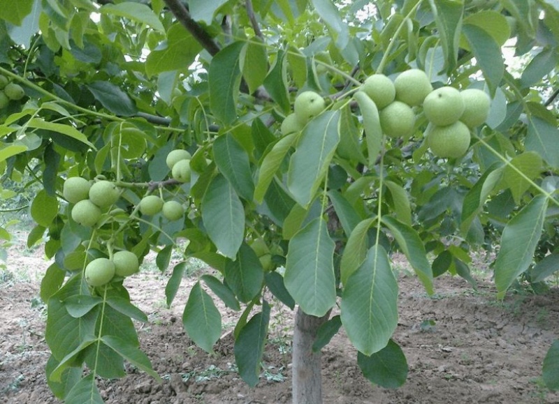 山西核桃苗，运城薄皮核桃树地径5-8-10-15公分