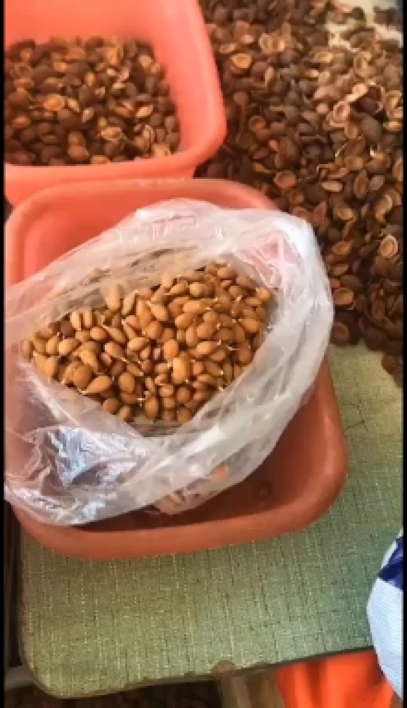 【包邮】毛桃种子毛桃仁桃种子毛桃种子山桃种子