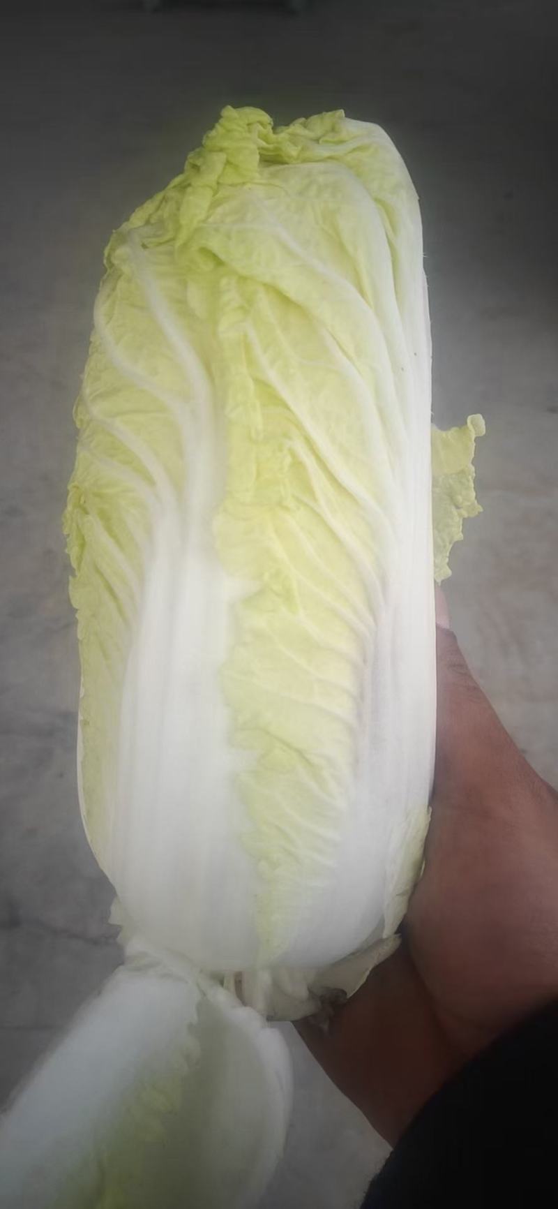 娃娃菜，大娃娃菜，小娃娃菜，叶菜，超市**