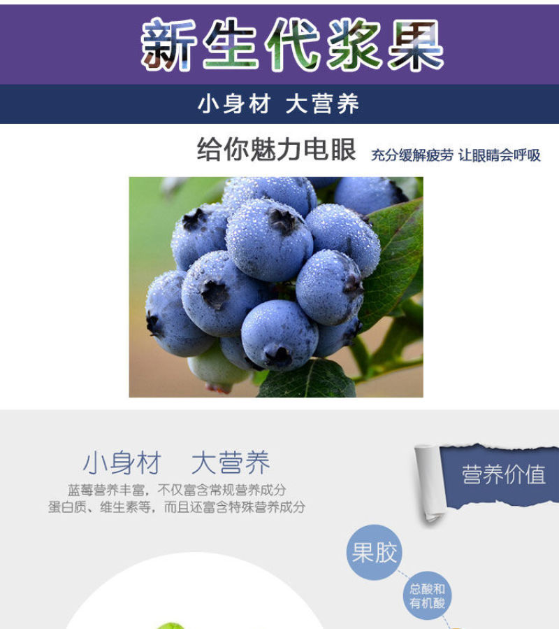 蓝莓苗当年种植，当年结果，平邑县国瑞苗木蓝莓基地