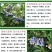 蓝莓苗当年种植,当年结果,平邑县国瑞苗木蓝莓基地