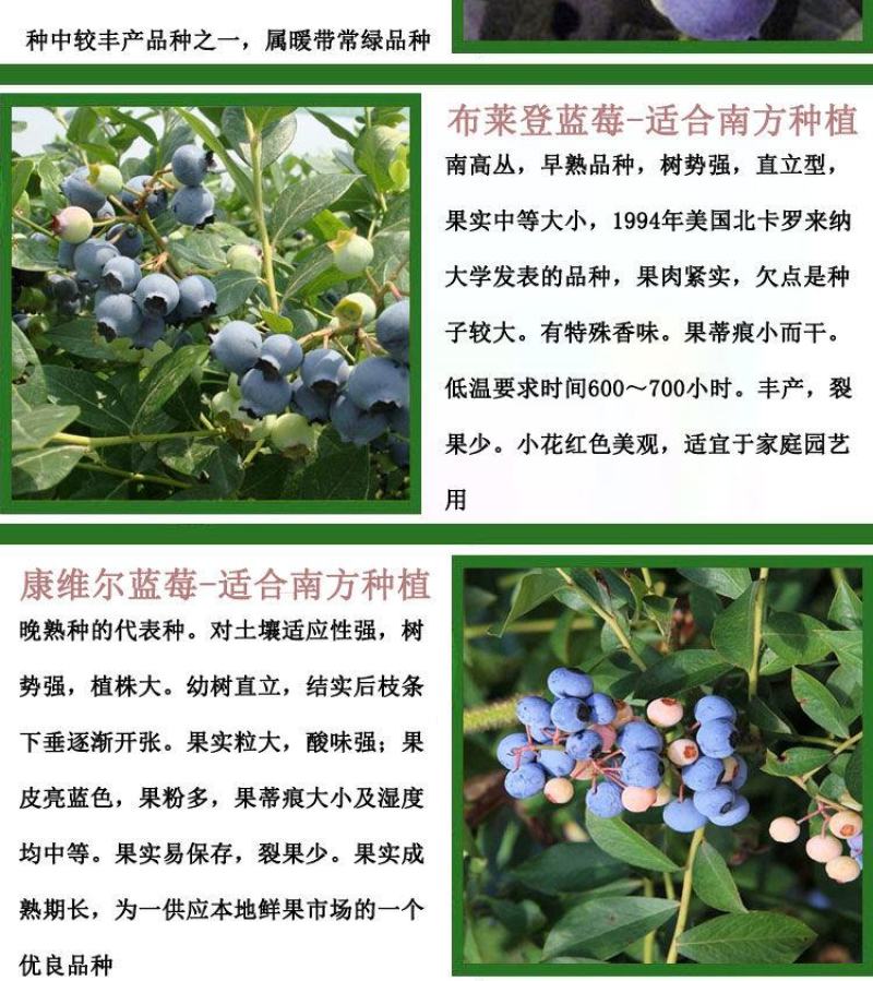 蓝莓苗当年种植，当年结果，平邑县国瑞苗木蓝莓基地