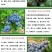 蓝莓苗当年种植,当年结果,平邑县国瑞苗木蓝莓基地