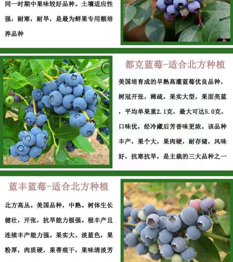 蓝莓苗当年种植，当年结果，平邑县国瑞苗木蓝莓基地