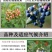 蓝莓苗当年种植,当年结果,平邑县国瑞苗木蓝莓基地