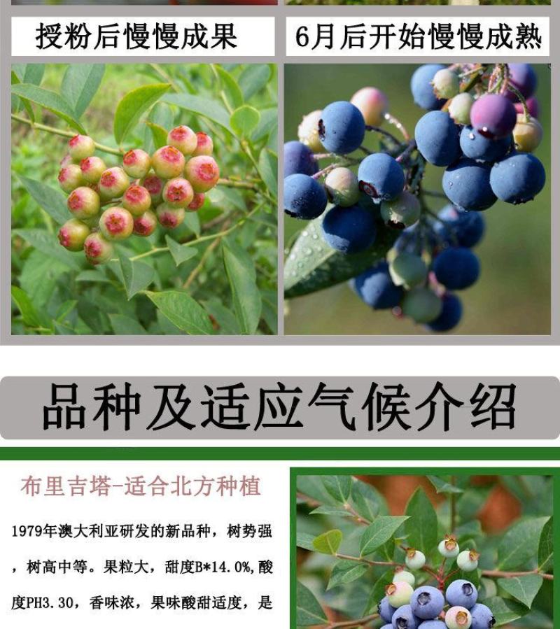 蓝莓苗当年种植，当年结果，平邑县国瑞苗木蓝莓基地